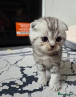 Scottish Fold cats Scottish folds - Advert 7