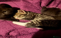 Mixed Breed cats for sale: 3x male kittens ready 26th October  - Image 5