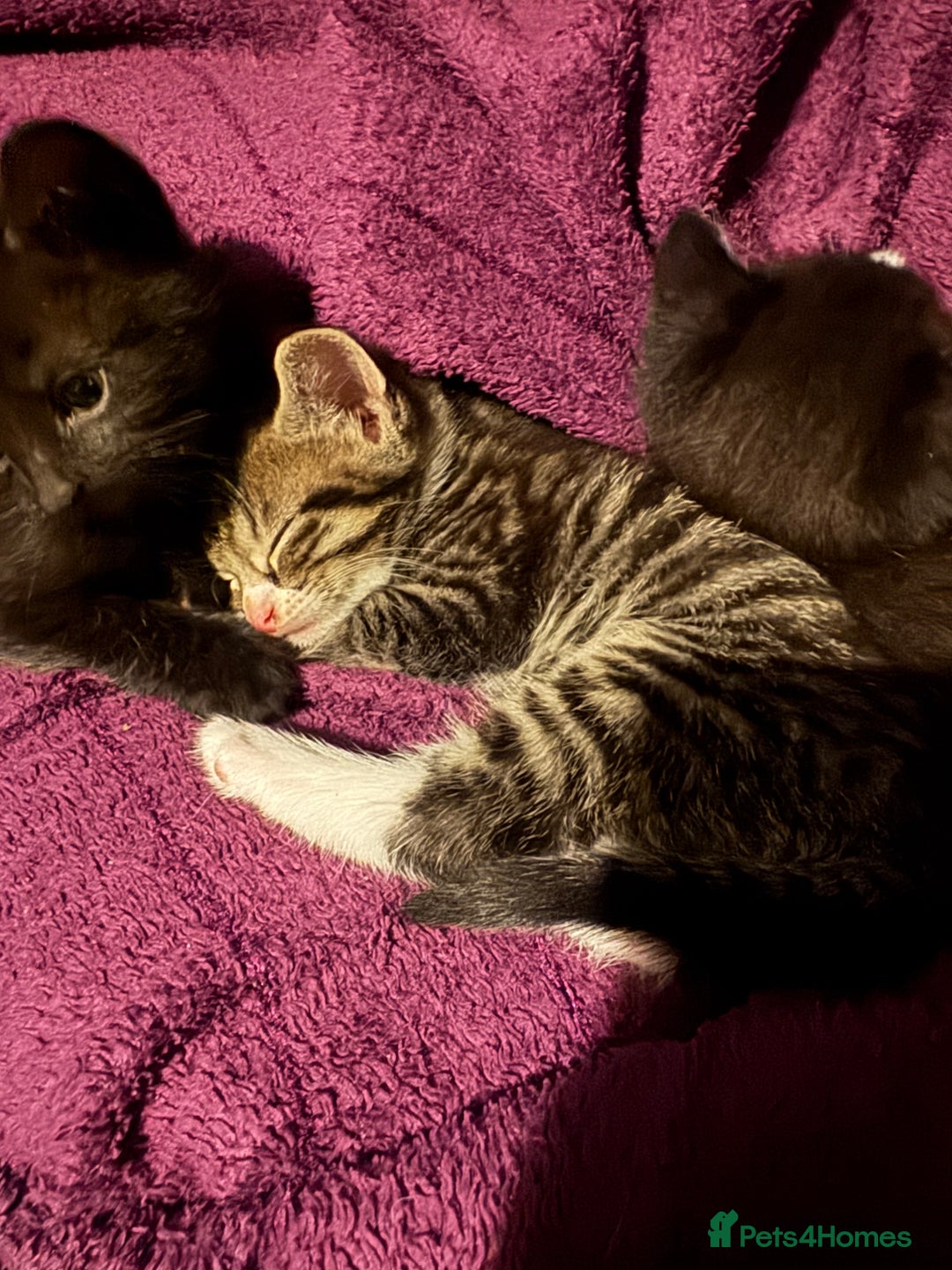 Mixed Breed cats for sale: 3x male kittens ready 26th October  - Image 5