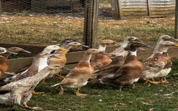 Ducks poultry for sale: Indian Runners, Call Ducks, Saxonys, Appleyards - Image 1