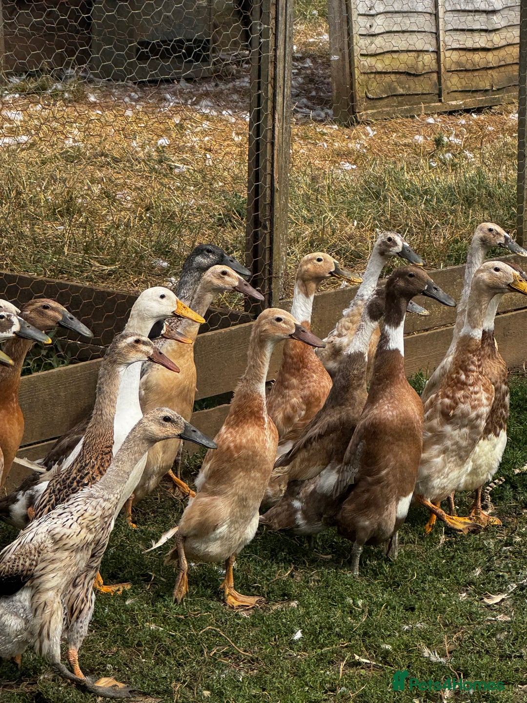 Ducks poultry for sale: Indian Runners, Call Ducks, Saxonys, Appleyards - Image 1