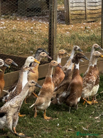Ducks poultry - Advert 16