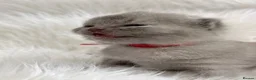 British Shorthair cats for sale: 100% Pedigree Champion British Shorthair kittens  - Advert 14