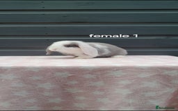 Mini Lop rabbits for sale: Gorgeous mini lop rabbits  - Image 3