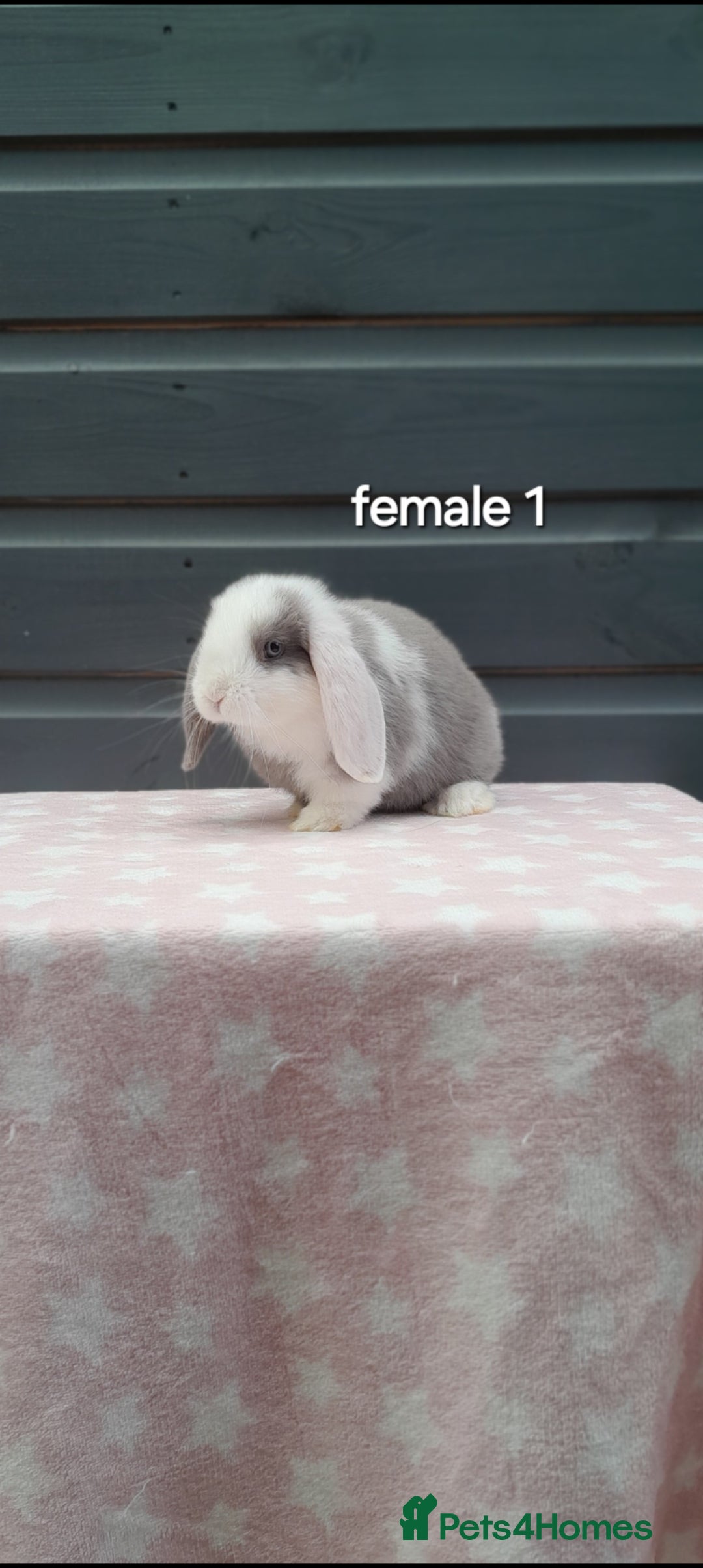 Mini Lop rabbits for sale: Gorgeous mini lop rabbits  - Image 3