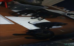 Mixed Breed dogs for sale: 9 Cheeky Labrador Cross Puppies for Sale ♡ - Image 4