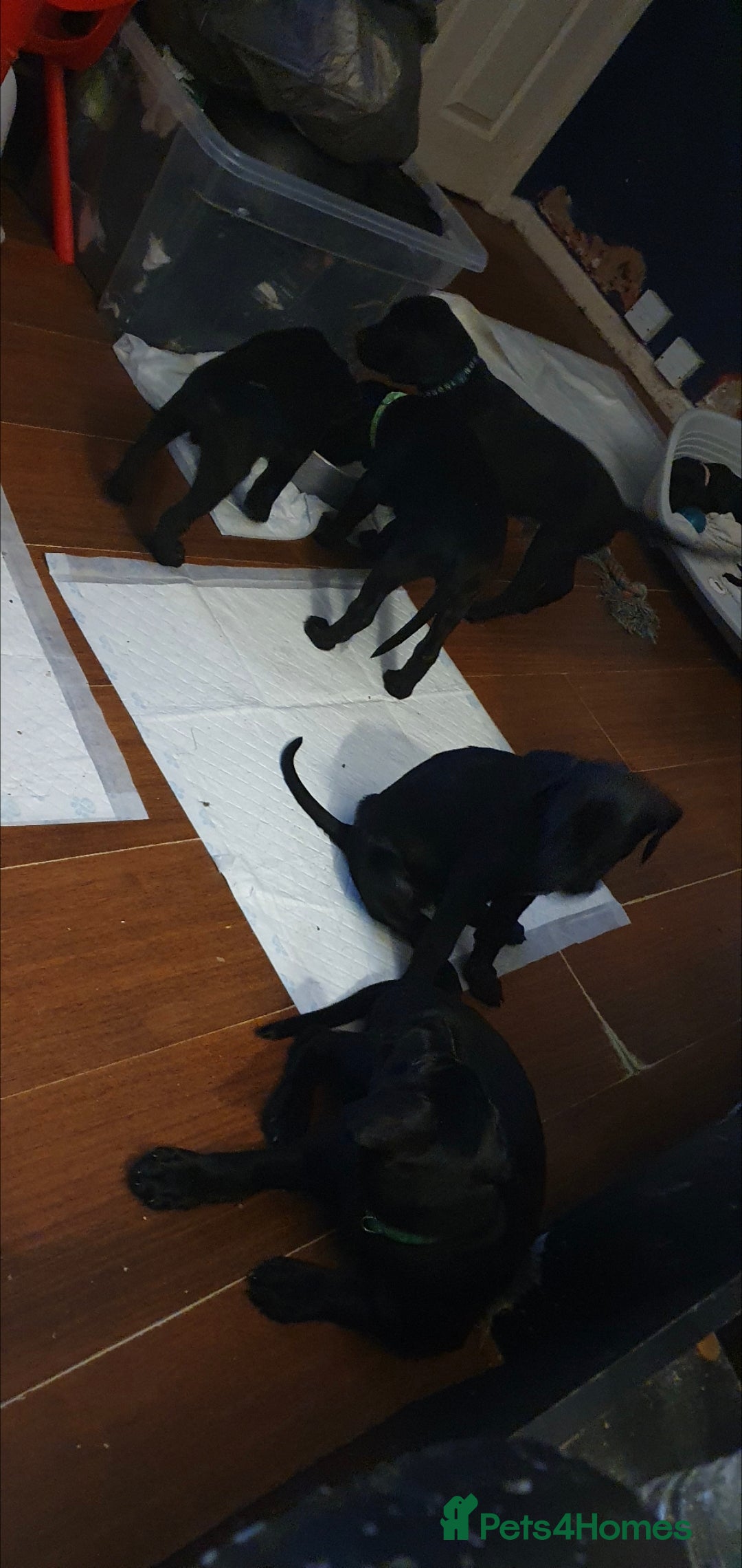 Mixed Breed dogs for sale: 9 Cheeky Labrador Cross Puppies for Sale ♡ - Image 4