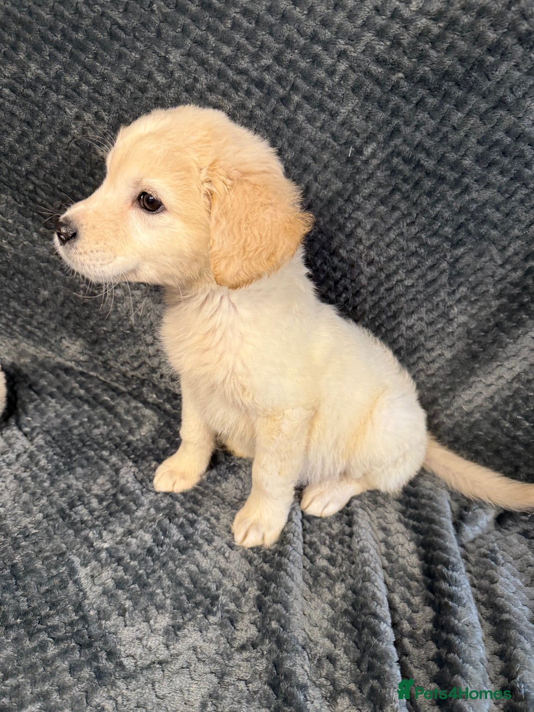 Golden Retriever dogs for sale: Golden Retriever Puppies - Image 6