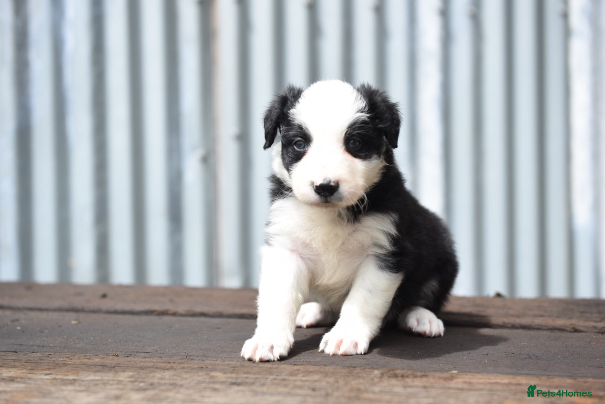 Border Collie dogs ISDS registered pups from amazing lines - Advert 2