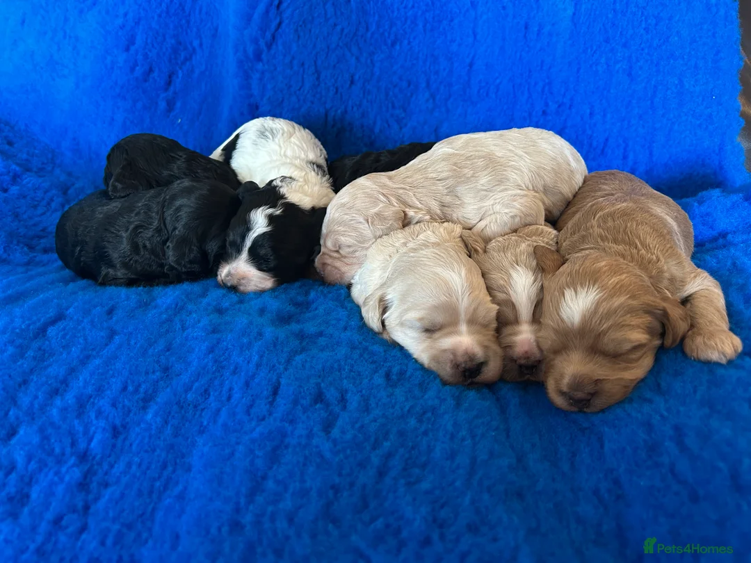 Mixed Breed dogs for sale: Miniature Multi-Gen Australian Labradoodle Puppies in South Molton - Advert 6