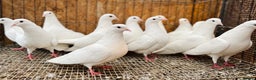 Pigeons birds for sale: PURE WHITE ENGLISH GARDEN DOVES - Advert 7