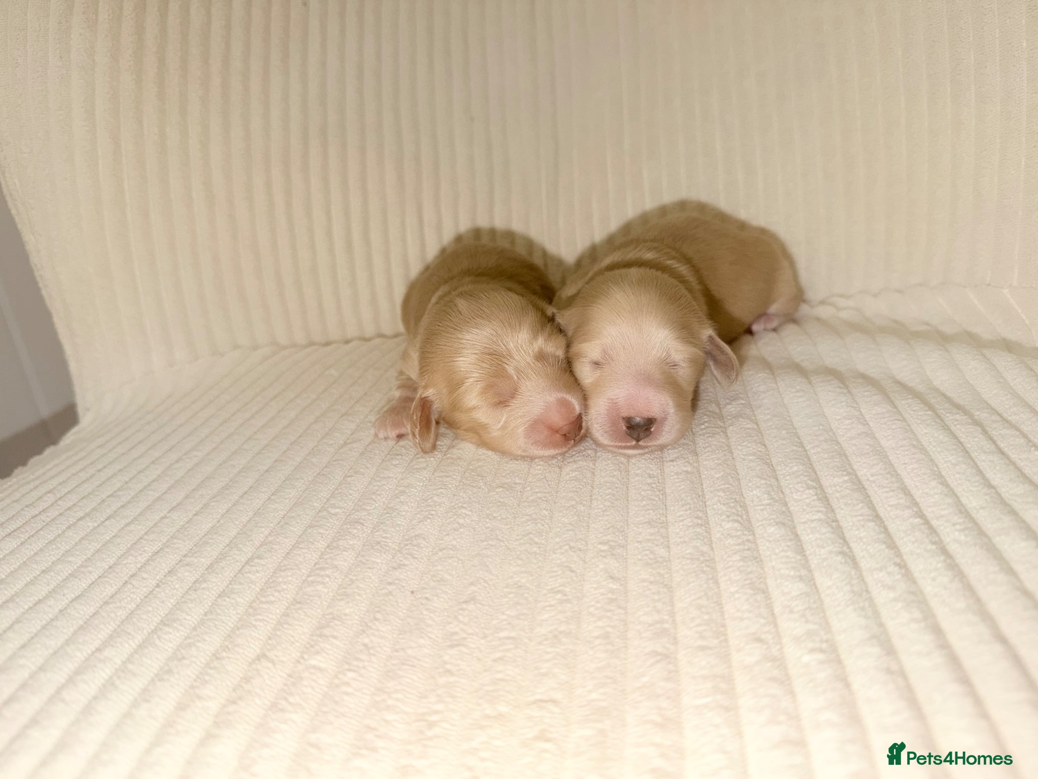 Miniature Dachshund dogs ✨loving forever friends ❤️✨ - Advert 2