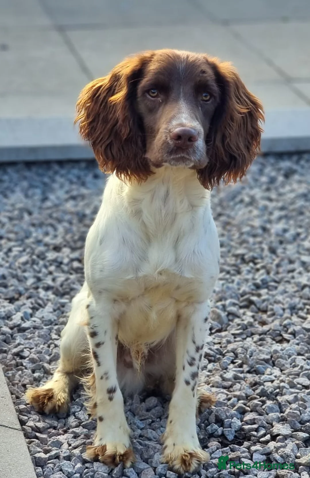 English Springer Spaniel dogs for stud: Springer Dog at Stud  in Alford - Advert 6