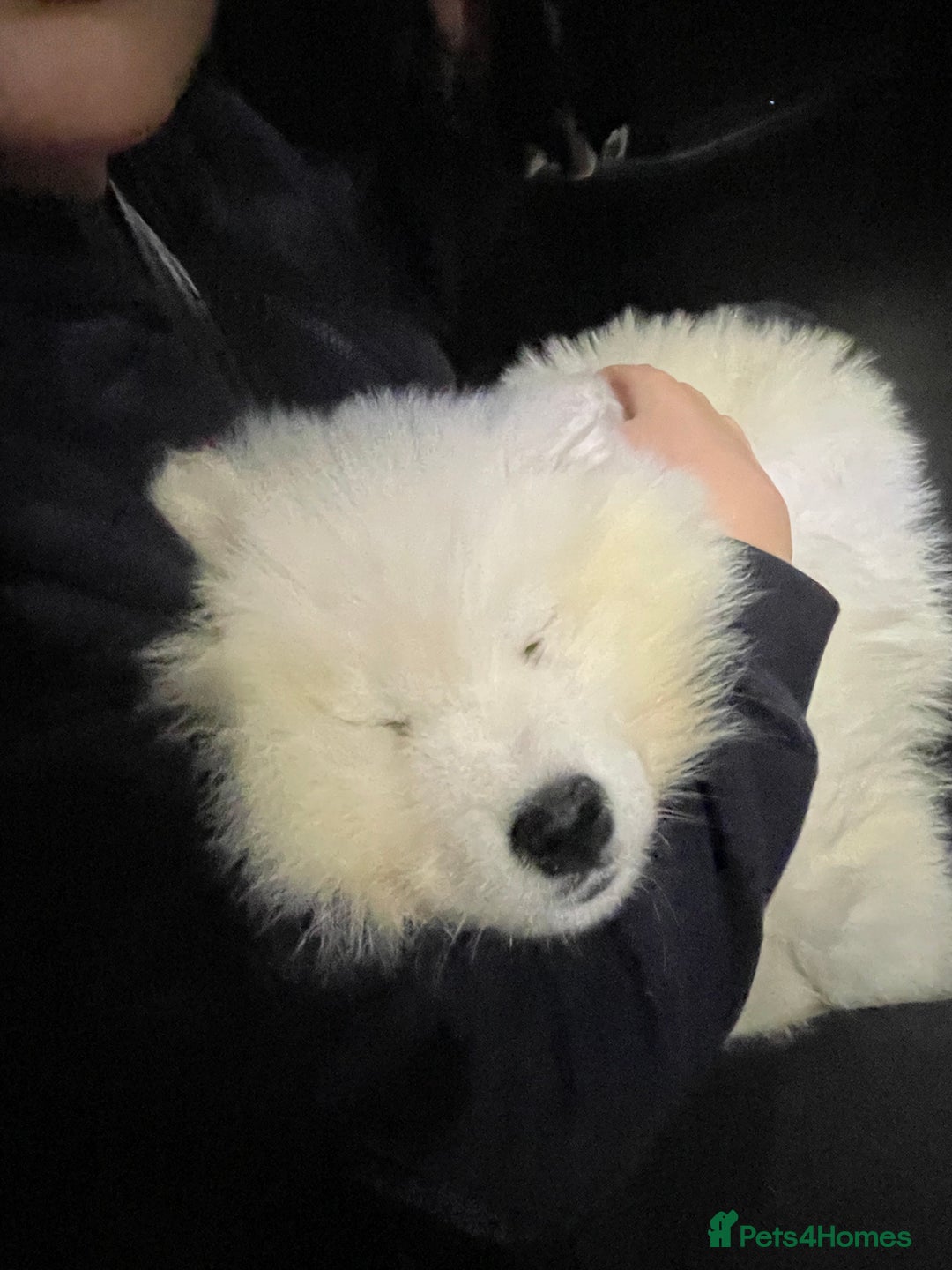 Samoyed dogs for sale: Samoyed - Advert 5