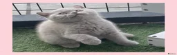 British Shorthair cats for sale: Beautiful lilac GCCF kitten - Advert 7