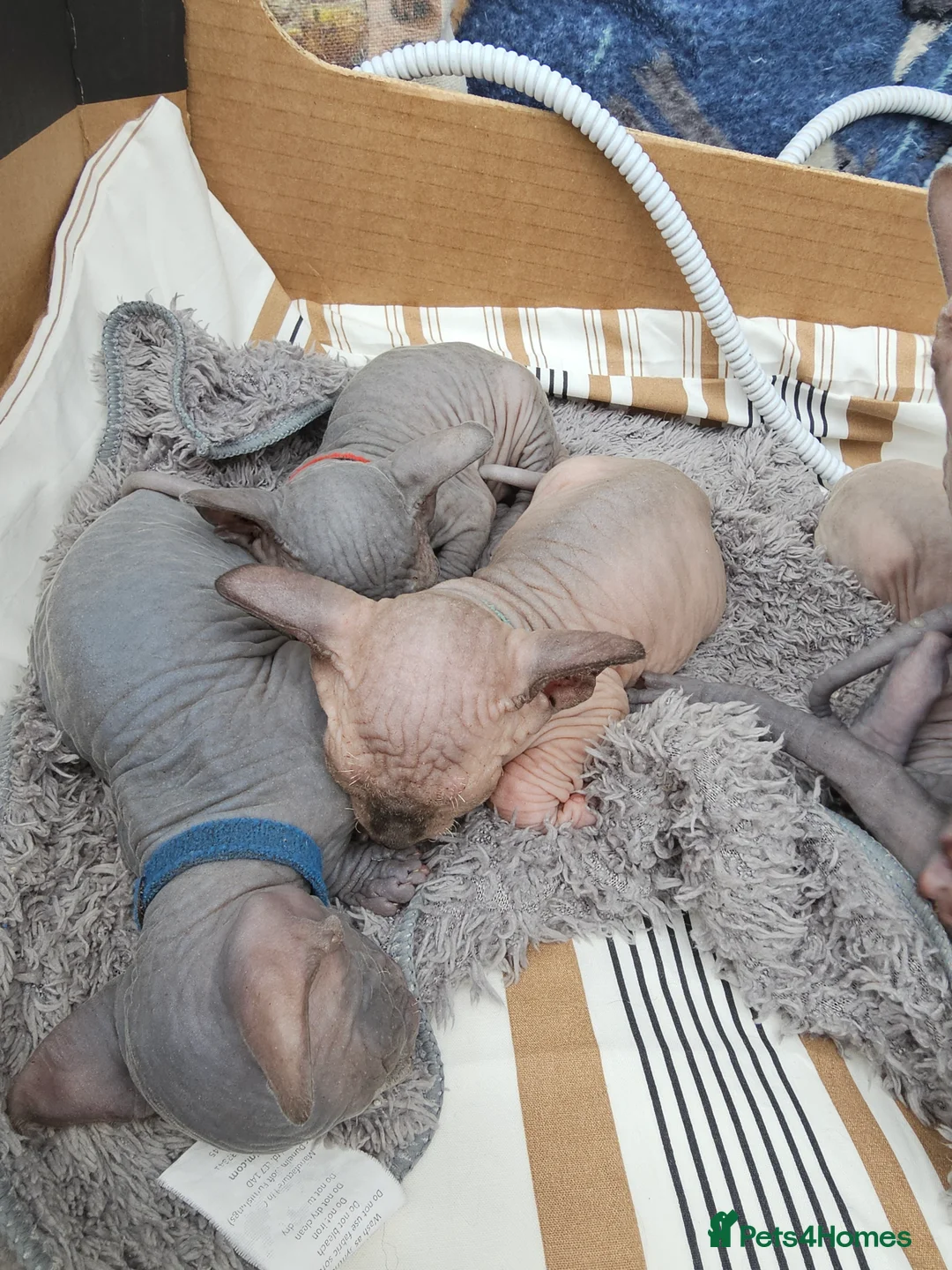 Sphynx cats for sale: Minnie moo - Advert 6