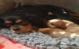 Cavalier King Charles Spaniel dogs for sale: King Charles cavalier  - Advert 4