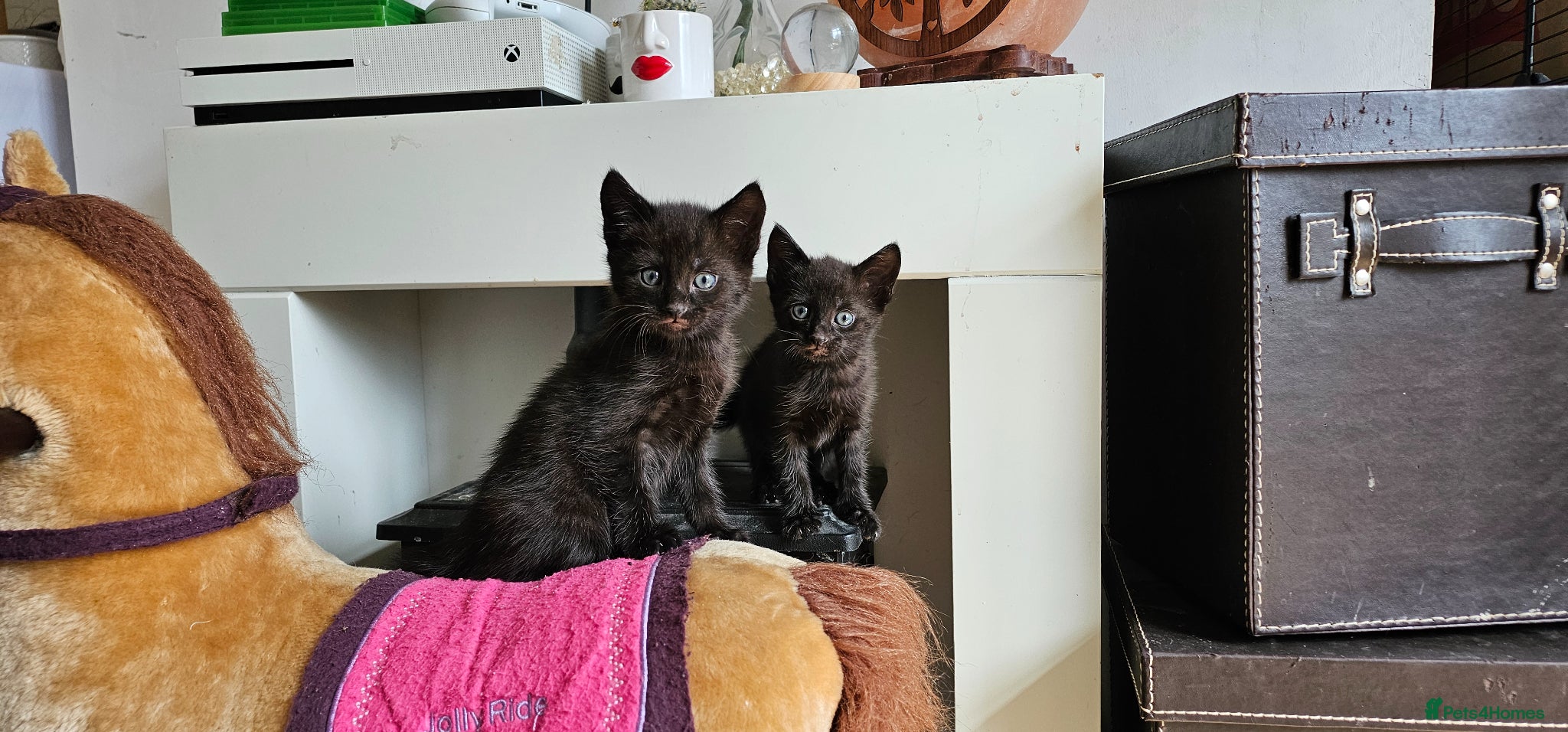Savannah Kitten 2