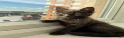 British Shorthair cats for sale: British Short hair Female kitten - Advert 3