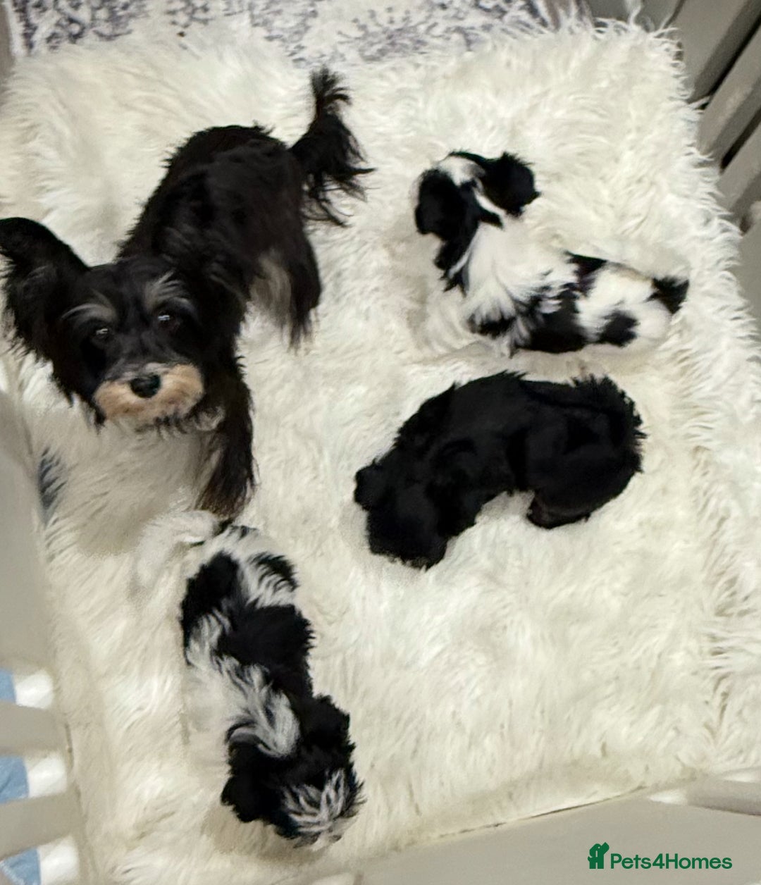Biewer Terrier dogs for sale: Yorkshire terrier biewer  - Image 5