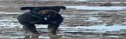 Rottweiler dogs for sale: 🐾 ROTTWEILER LOOKING FOR HIS FOREVER HOME 🐾 - Advert 6