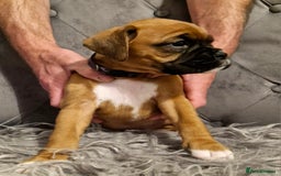 Boxer dogs for sale: Gorgeous Litter of 9 KC Registered Boxer Puppies - Image 17