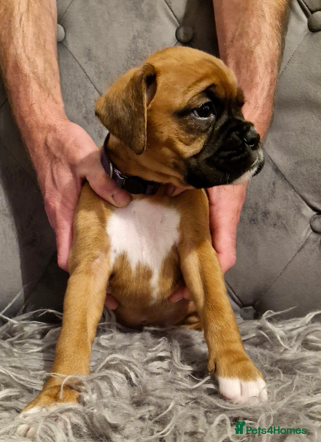 Boxer dogs for sale: Gorgeous Litter of 9 KC Registered Boxer Puppies - Image 17