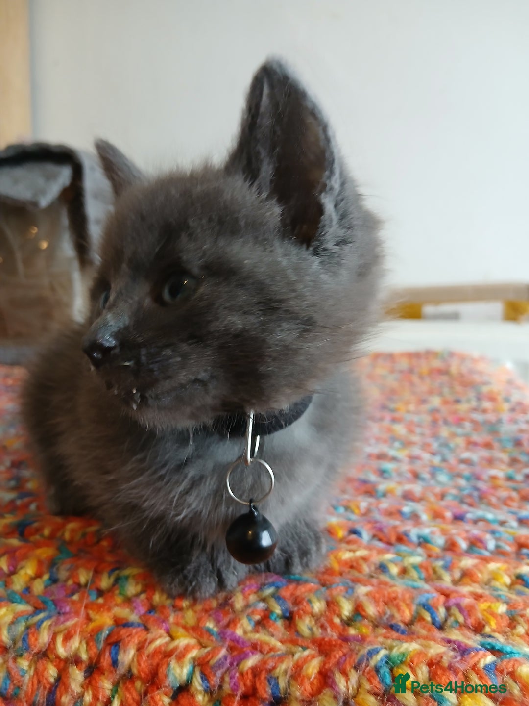 Mixed Breed cats for sale: 3 [remaining] girl kittens looking for new homes - Image 3