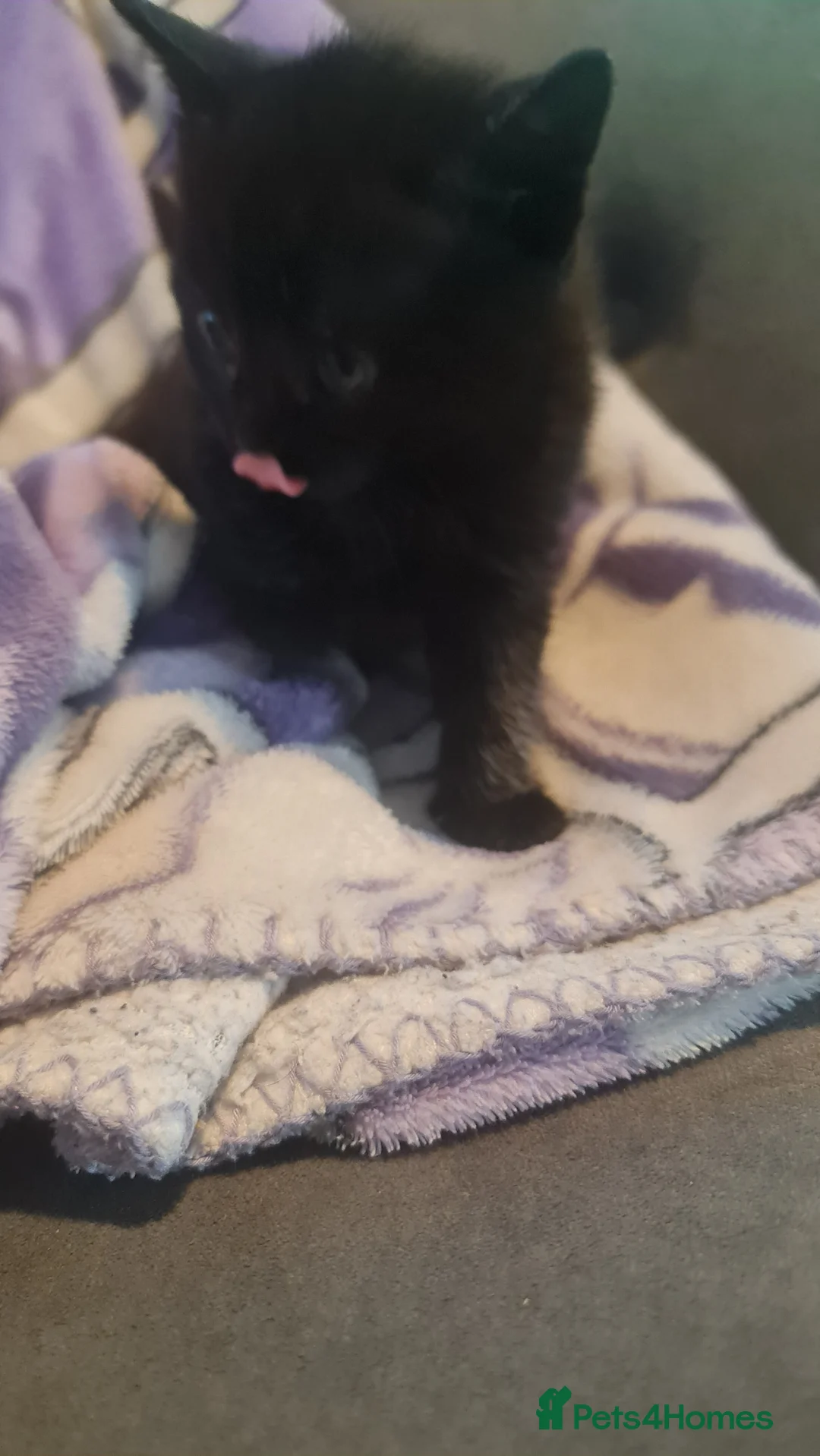 Mixed Breed cats for sale: Kittens  - Advert 7