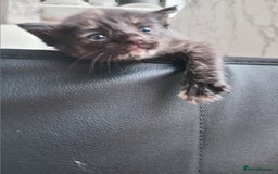 Bengal cats for sale: Ready now Beautiful Bengal kittens  - Image 14