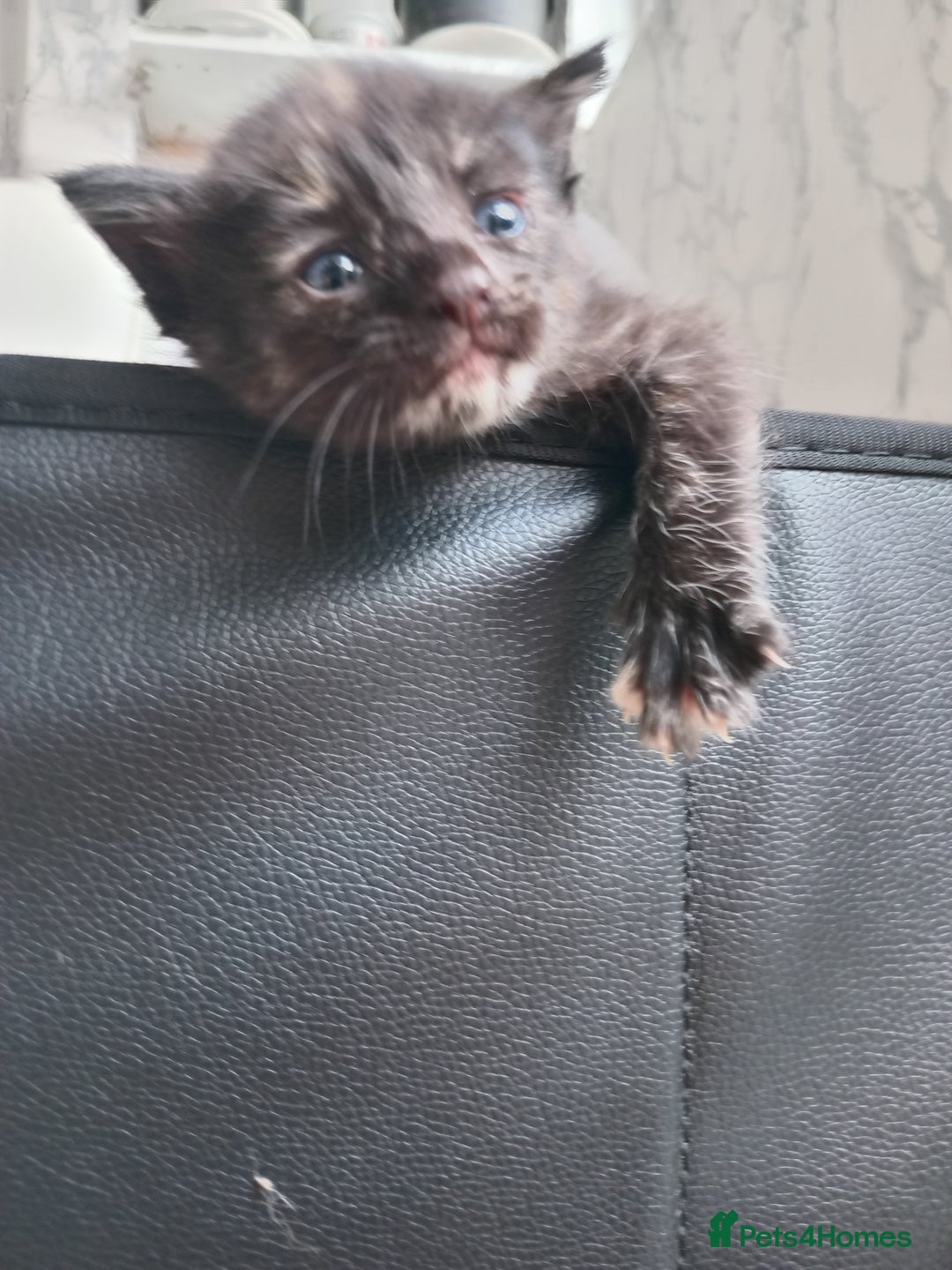 Bengal cats for sale: Ready now Beautiful Bengal kittens  - Image 14