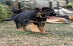 German Shepherd dogs for sale: German shepherd puppies for sale - Image 5