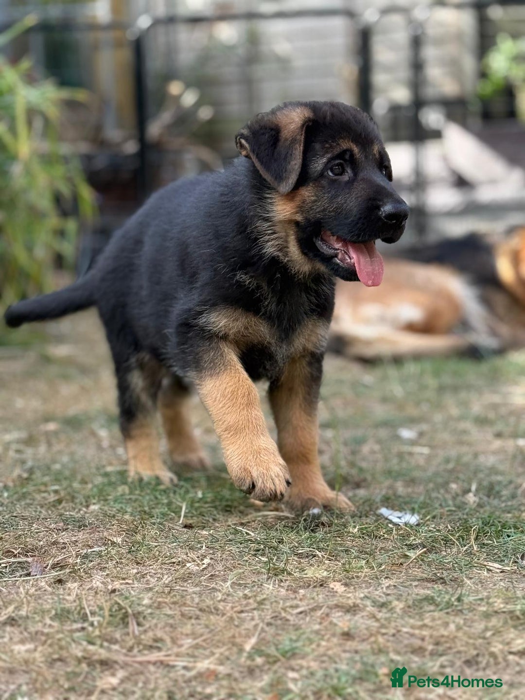 German Shepherd dogs for sale: German shepherd puppies for sale - Image 5