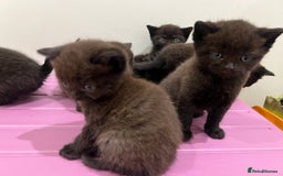 British Shorthair cats for sale: Stunning Brown/Grey Mix British Shorthair Kittens - Advert 4