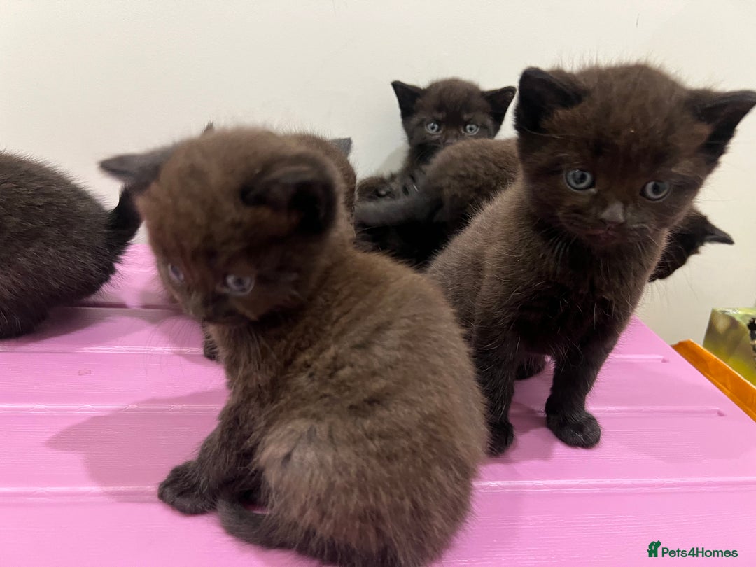 British Shorthair cats for sale: Stunning Brown/Grey Mix British Shorthair Kittens - Advert 4