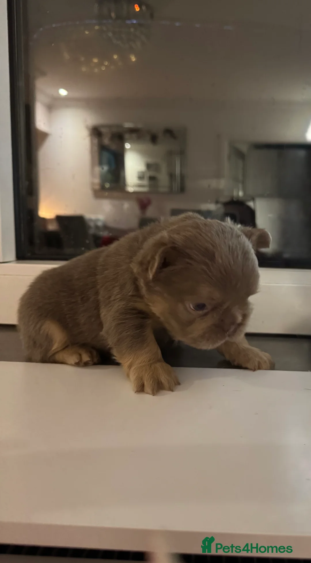 French Bulldog dogs for sale: Outstanding Frenchie pups KC registered  - Advert 14