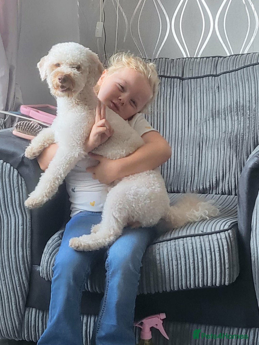 Cavapoochon dogs for sale: Elvis  - Advert 6