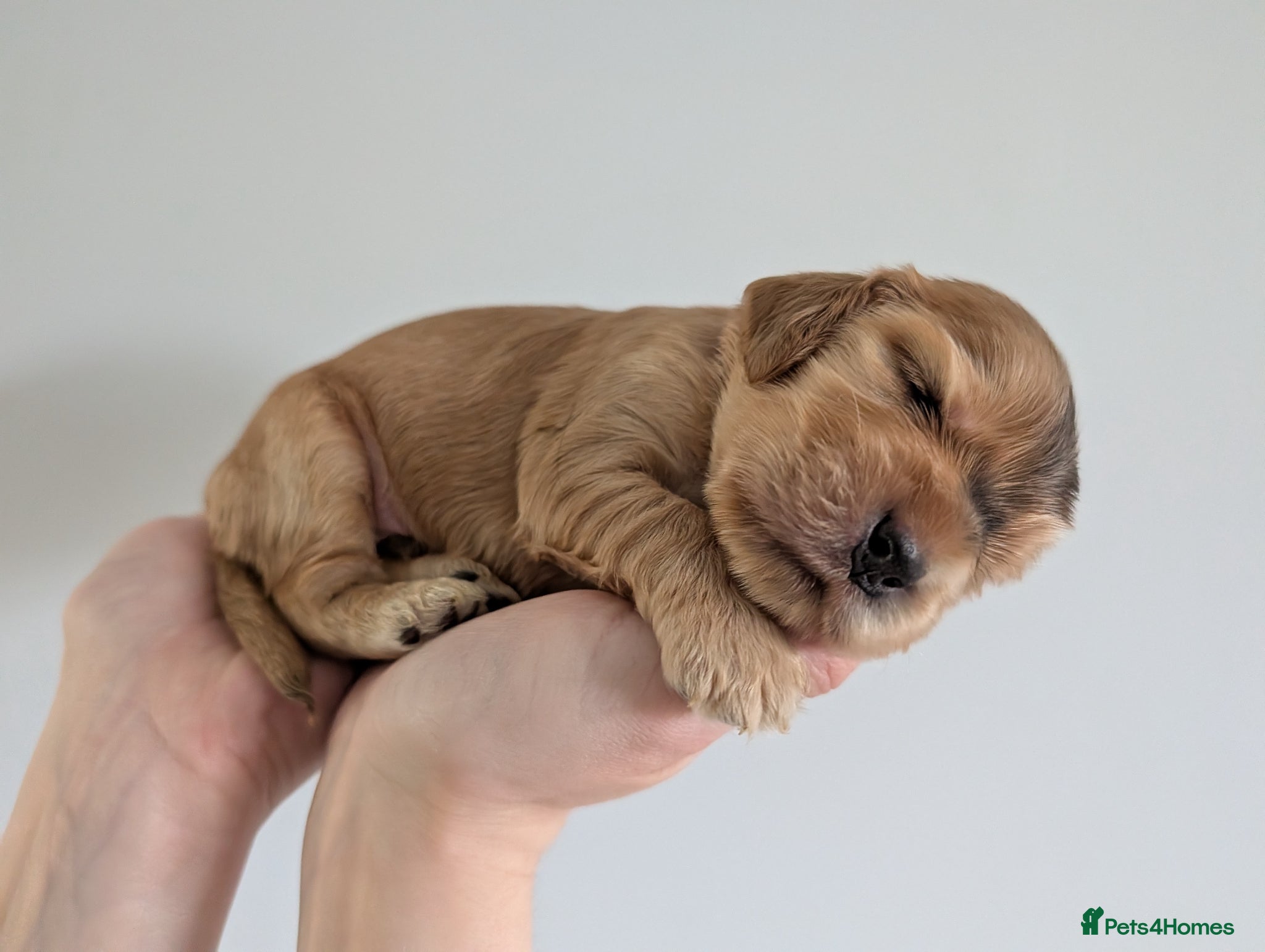 Cocker Spaniel dogs KC Reg Show Type Cocker Spaniel Puppies DNA Tested - Advert 9