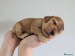 Cocker Spaniel dogs KC Reg Show Type Cocker Spaniel Puppies DNA Tested - Advert 12