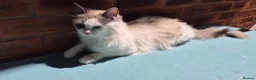 Ragdoll cats for sale: Beautiful Female Ragdoll Looking for a Loving Home - Advert 14
