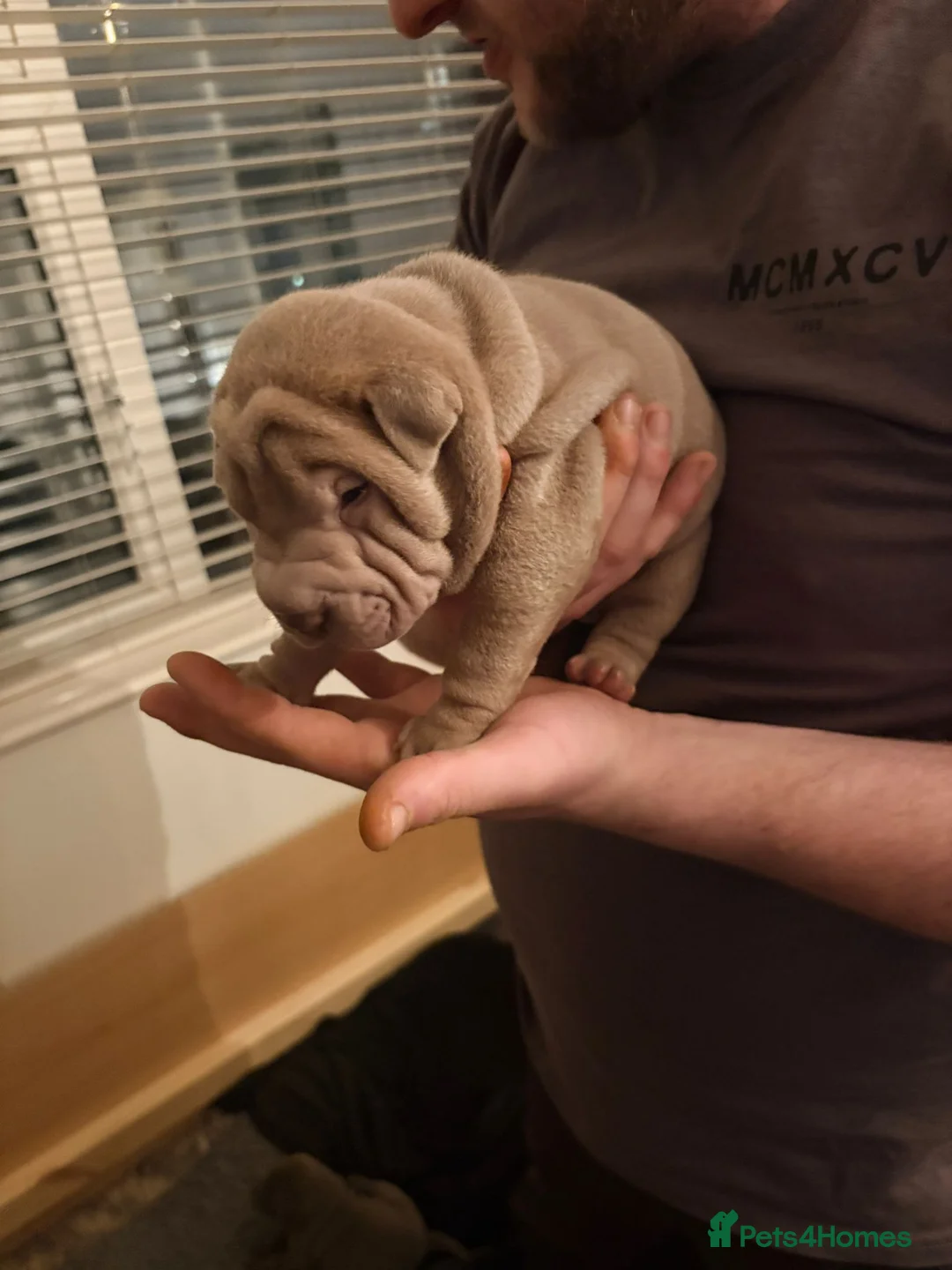 Shar Pei dogs for sale: Shar Pei Puppies looking for forever homes - Advert 20
