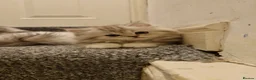 Persian cats for sale: 3 lovely kittens Persian Doll Face - Advert 5