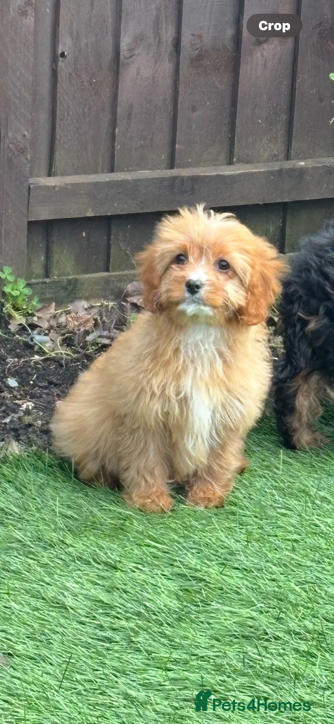 Cavapoo dogs for sale: Beautiful cavapoos one girl available  - Advert 2
