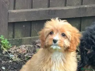 Cavapoo dogs Beautiful cavapoos - Advert 1