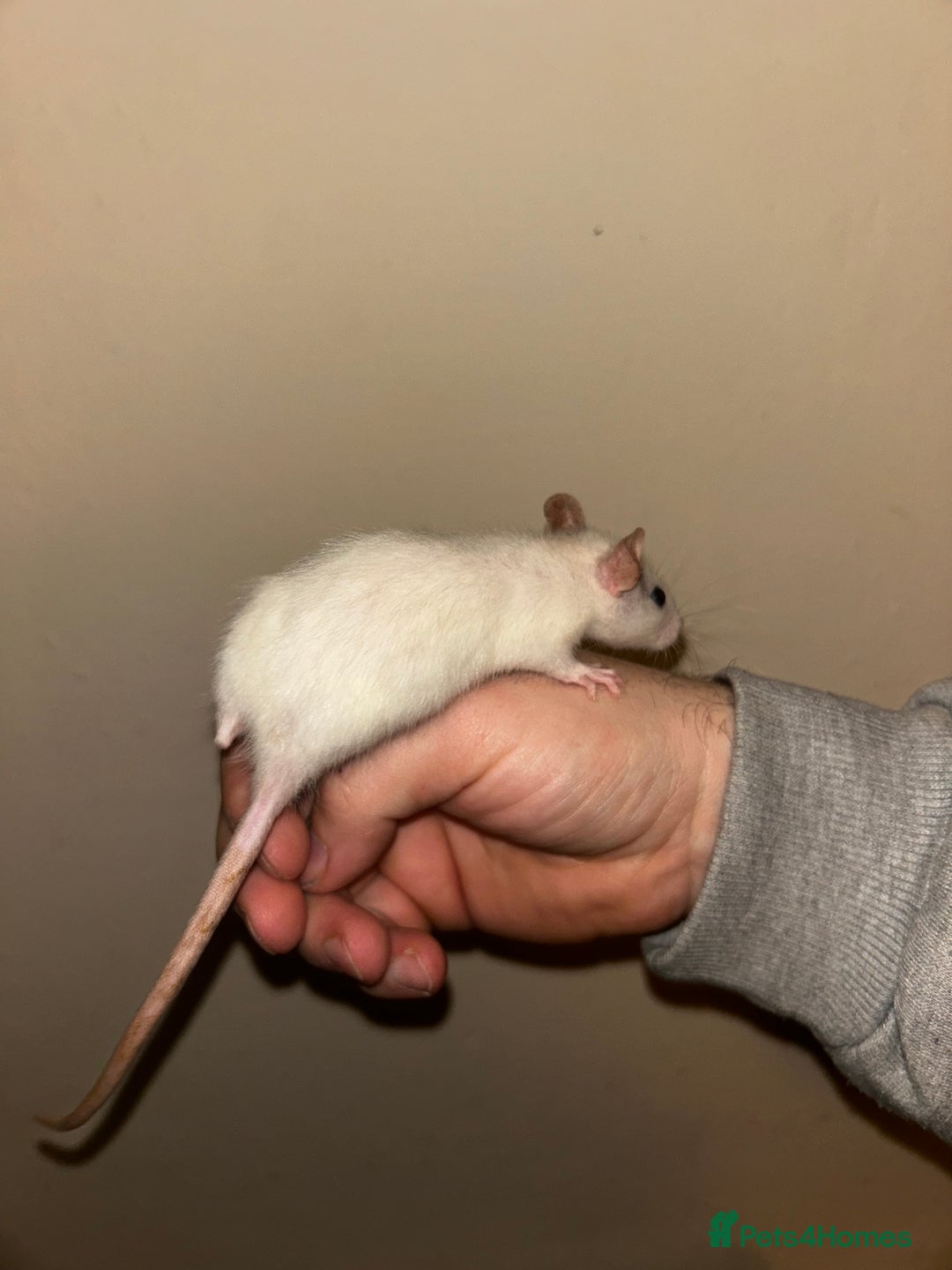 Rat rodents for sale: Fancy/dumbo rats  - Advert 4