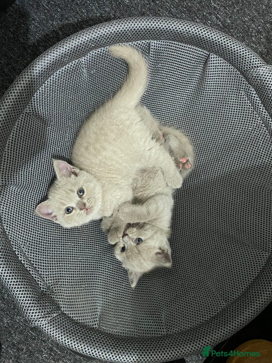 British Shorthair cats for sale: Stunning lilac BSH  - Image 9