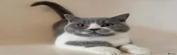 British Shorthair cats for sale: Adorable GCCF REG BSH - ready to leave - Advert 10