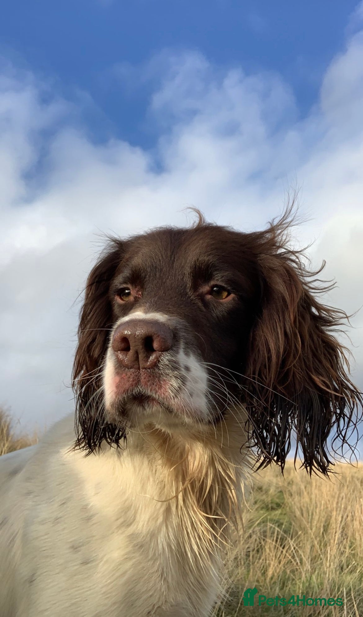 English Springer Spaniel dogs Proven Liver & White English Springer Spaniel Stud in Swansea - Advert 7