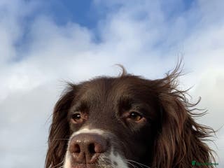 English Springer Spaniel dogs Proven Liver & White English Springer Spaniel Stud in Swansea - Advert 2