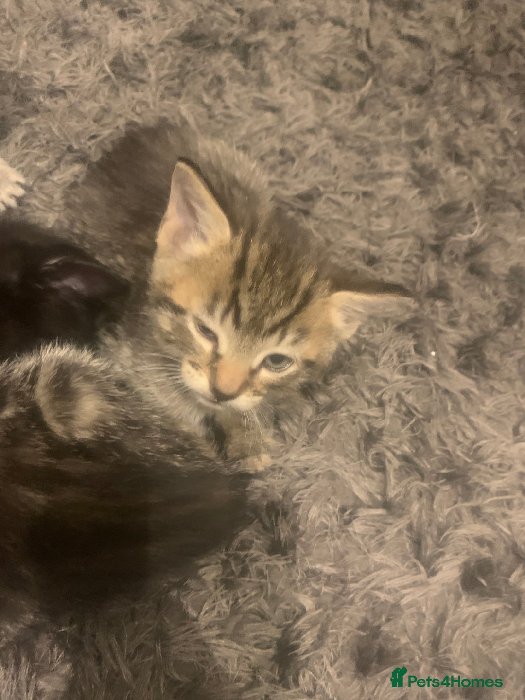 Mixed Breed cats for sale: 8 beautiful kittens for sale - Advert 4